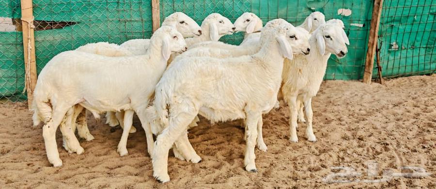 Freedom sheep with good limbs and conditioned parts64463319895554112