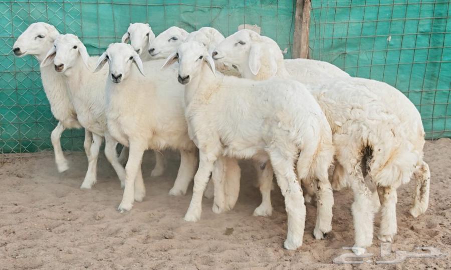 Freedom sheep with good limbs and conditioned parts64463319895554114