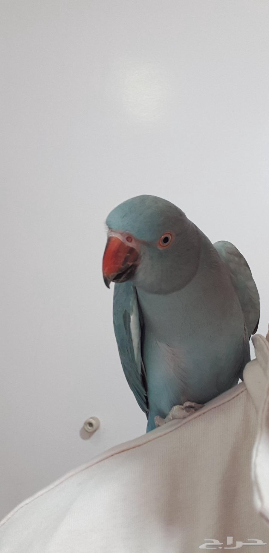 درة هولندية أليفة64460584600834110