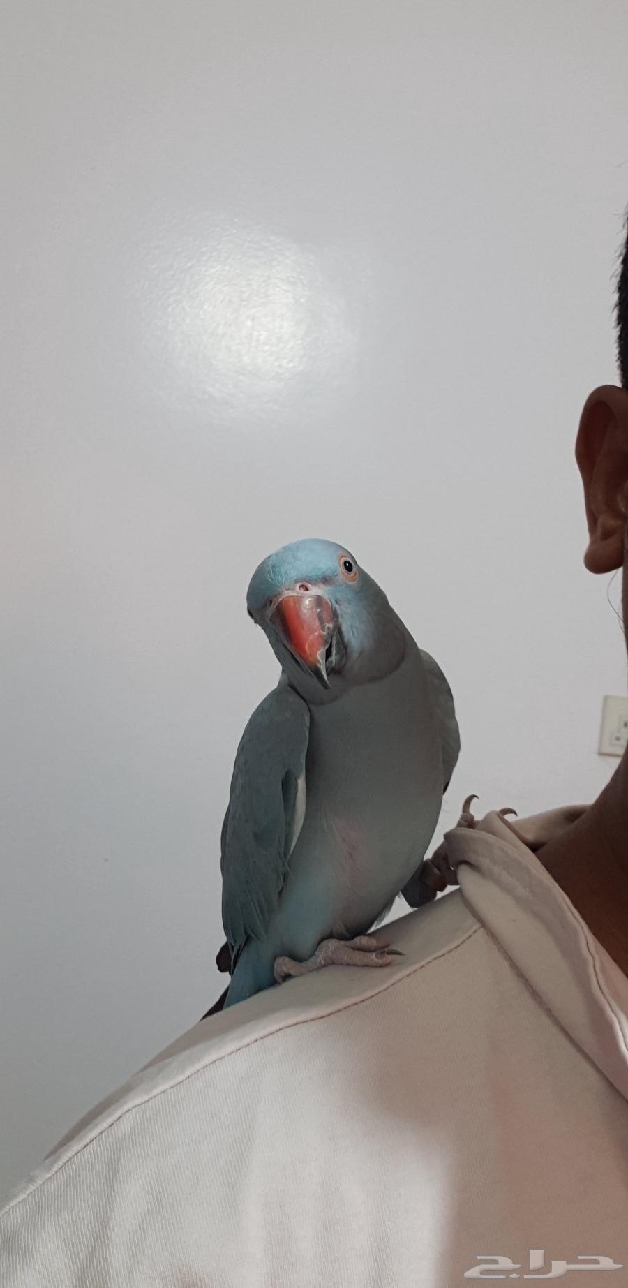 درة هولندية أليفة64460584600834111