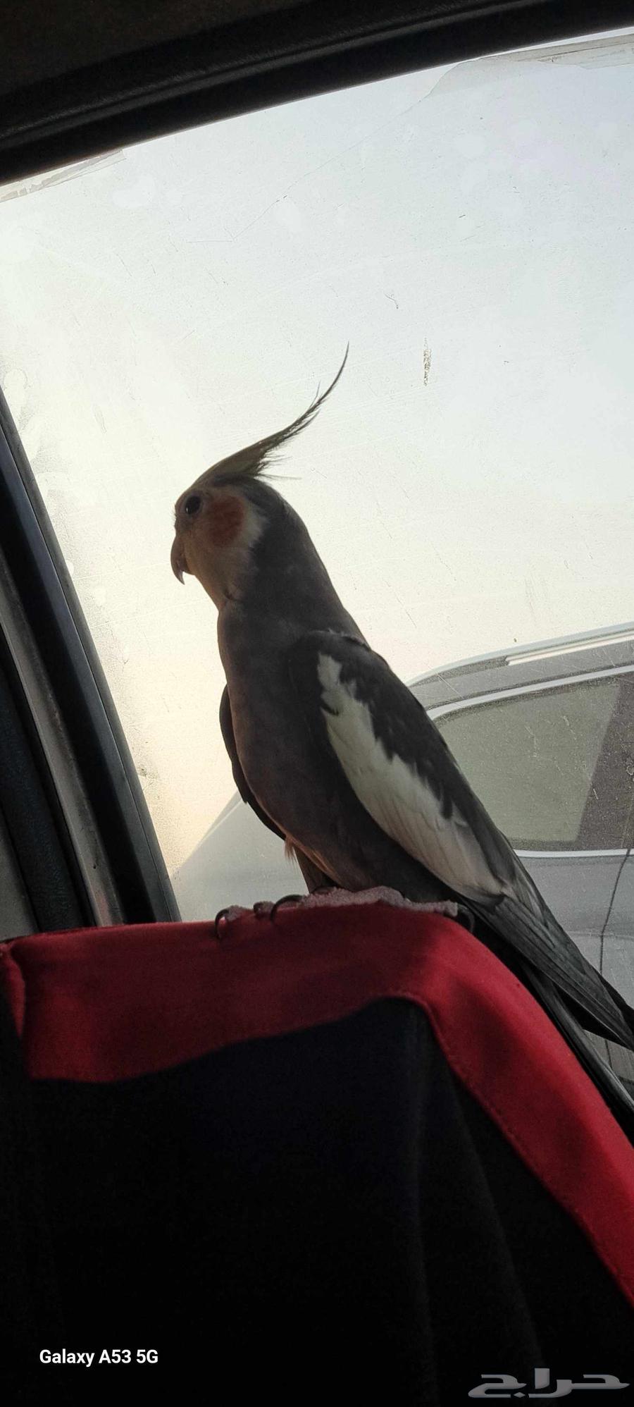 للبيغ كروان اليف وسعر مميز64460024122754110