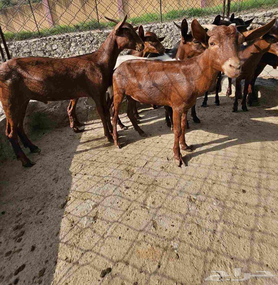 Tios number 8 for sale64462499907457112