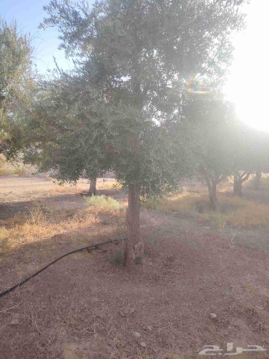 Olives for sale in all sizes, contact us64462321864194113