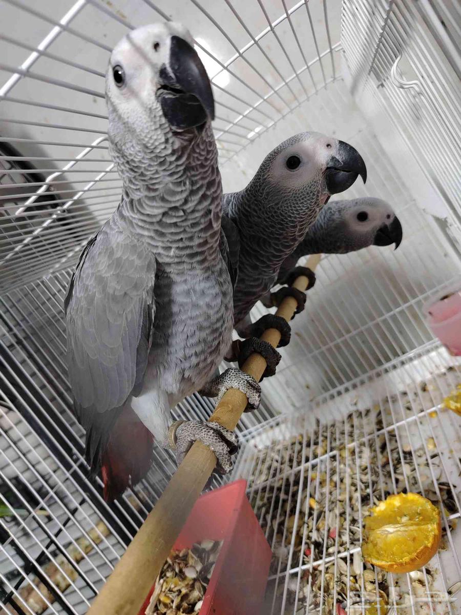 كاسيكو أفريقي إنتاج هولندي معتمده على حاله سعر الحبه 285064460037849603110