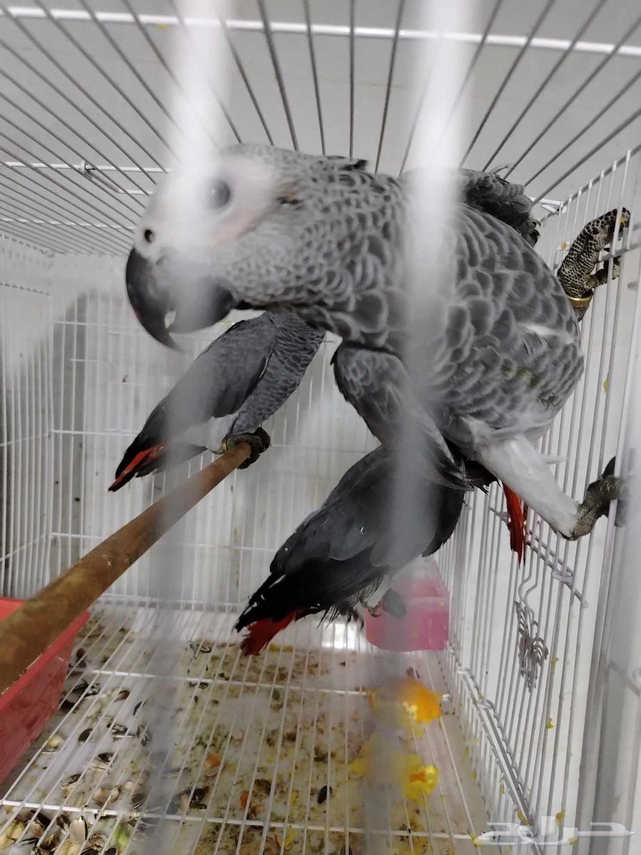 كاسيكو أفريقي إنتاج هولندي معتمده على حاله سعر الحبه 285064460037849603112