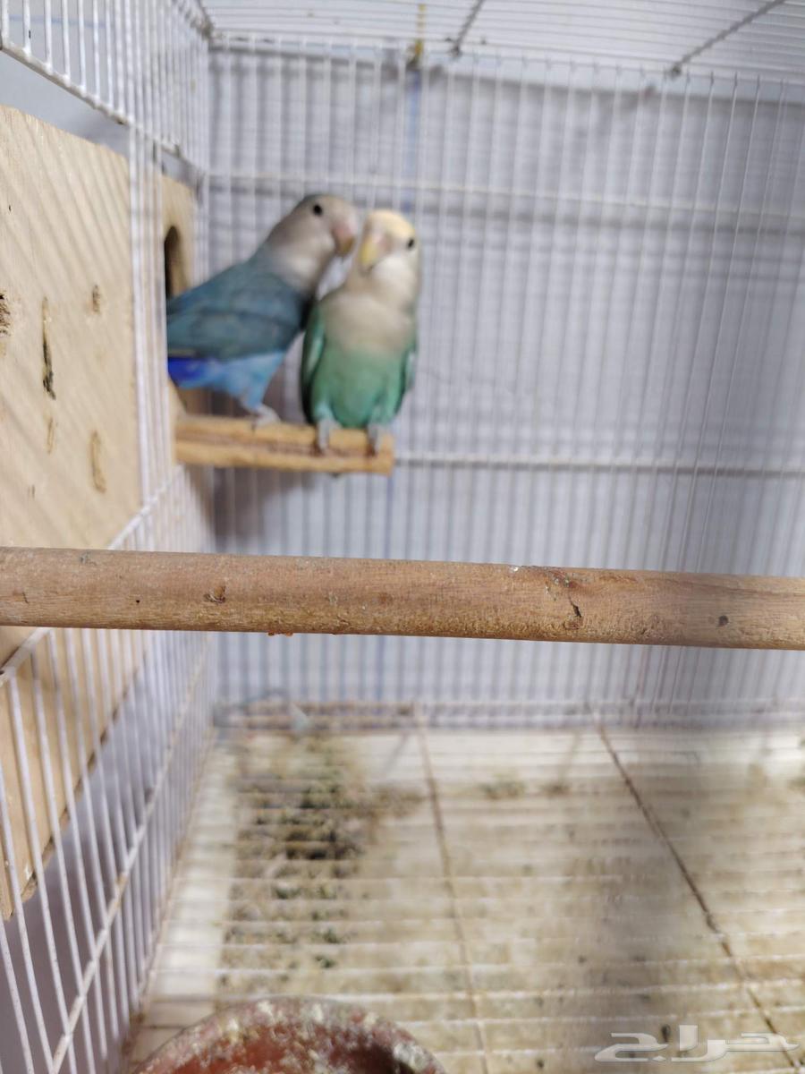 Pair of Conditioned Roosters, Producing Eggs, and Two 601-Sized Cage Stands64462253217921113