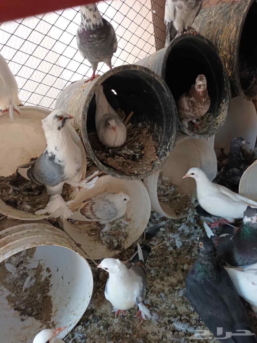 حمام للبيع جمله عشه واحده على السوم64461898047106112