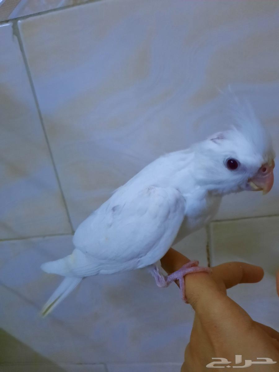 فروخ كروان للبيع64463305774849111