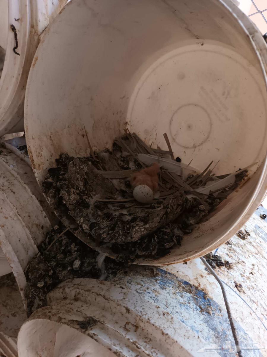 حمام للبيع جمله عشه واحده على السوم64461898047106113