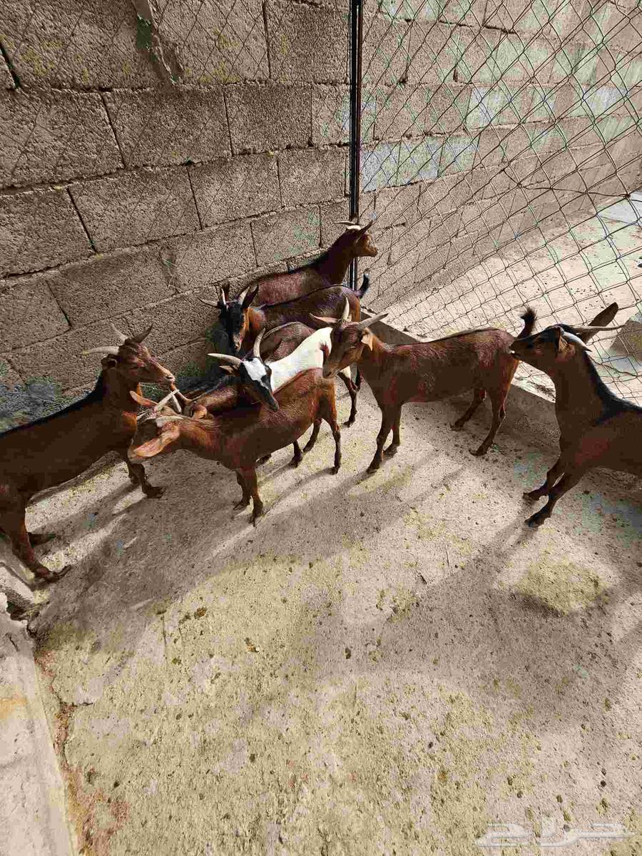 Tios number 8 for sale64462499907457110