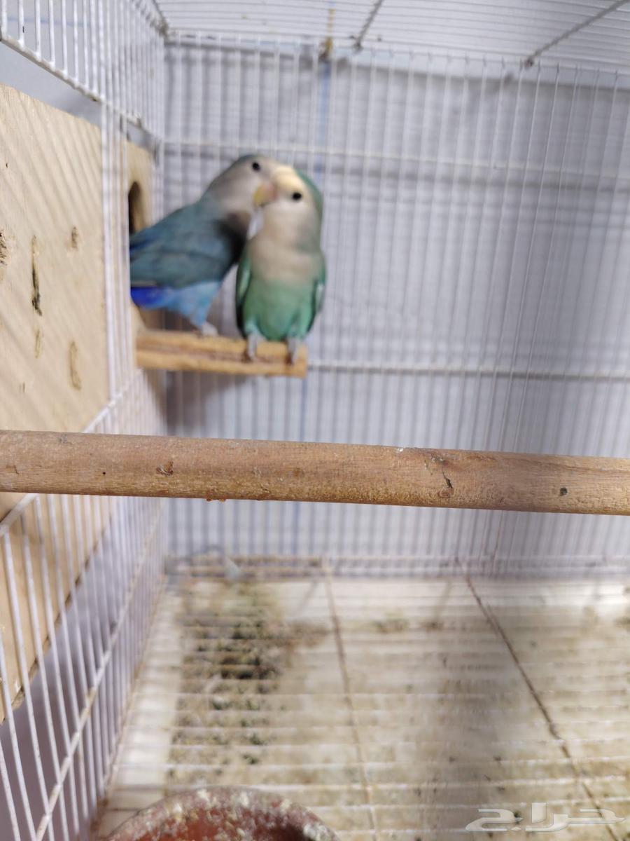 Pair of Conditioned Roosters, Producing Eggs, and Two 601-Sized Cage Stands64462253217921111