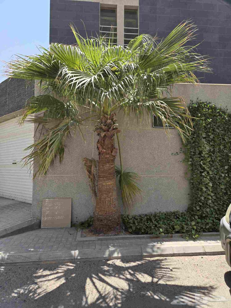 نخل واشنطني للبيع64459468752770111