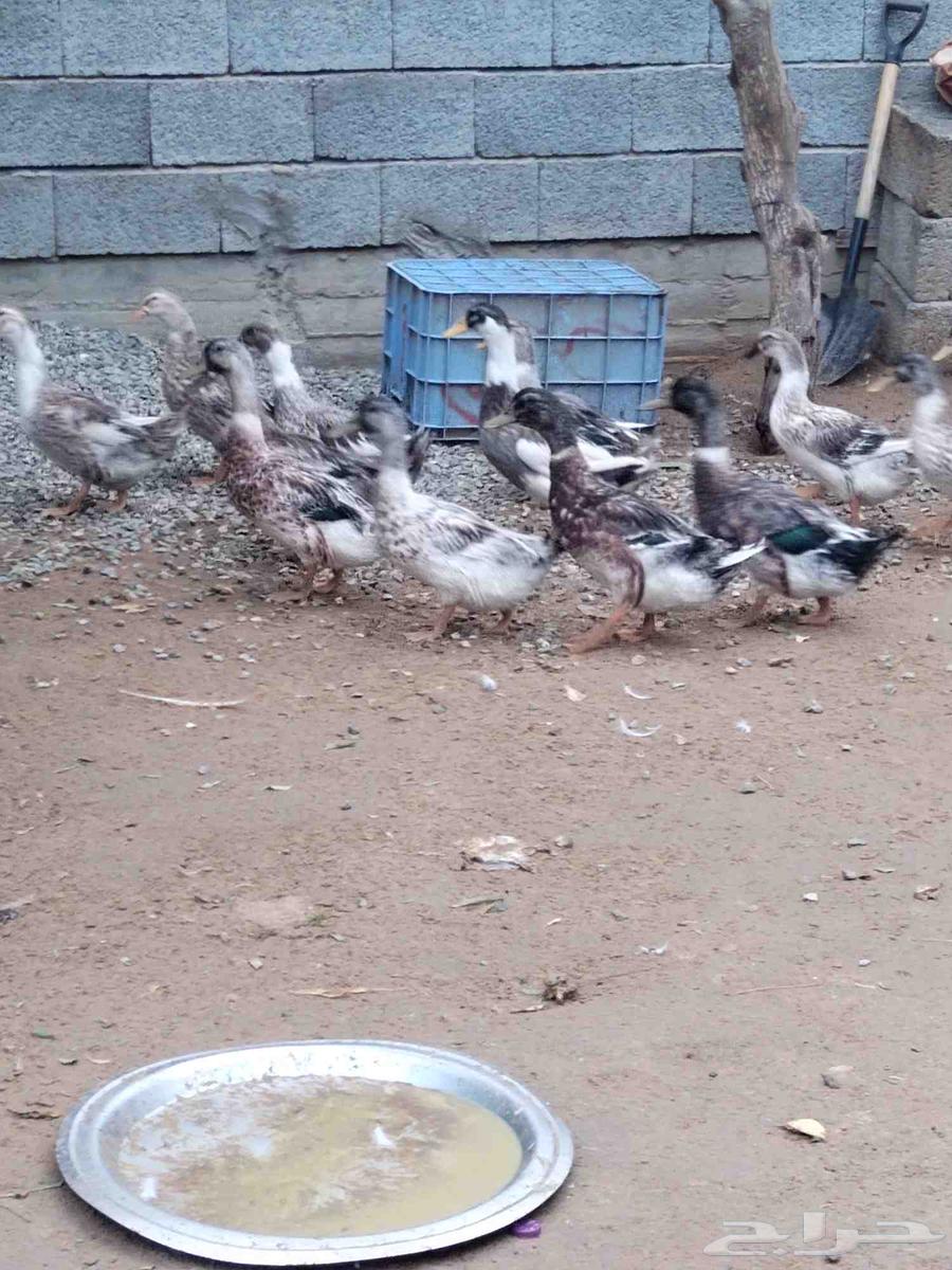 بط كيني للبيع64459065149825111