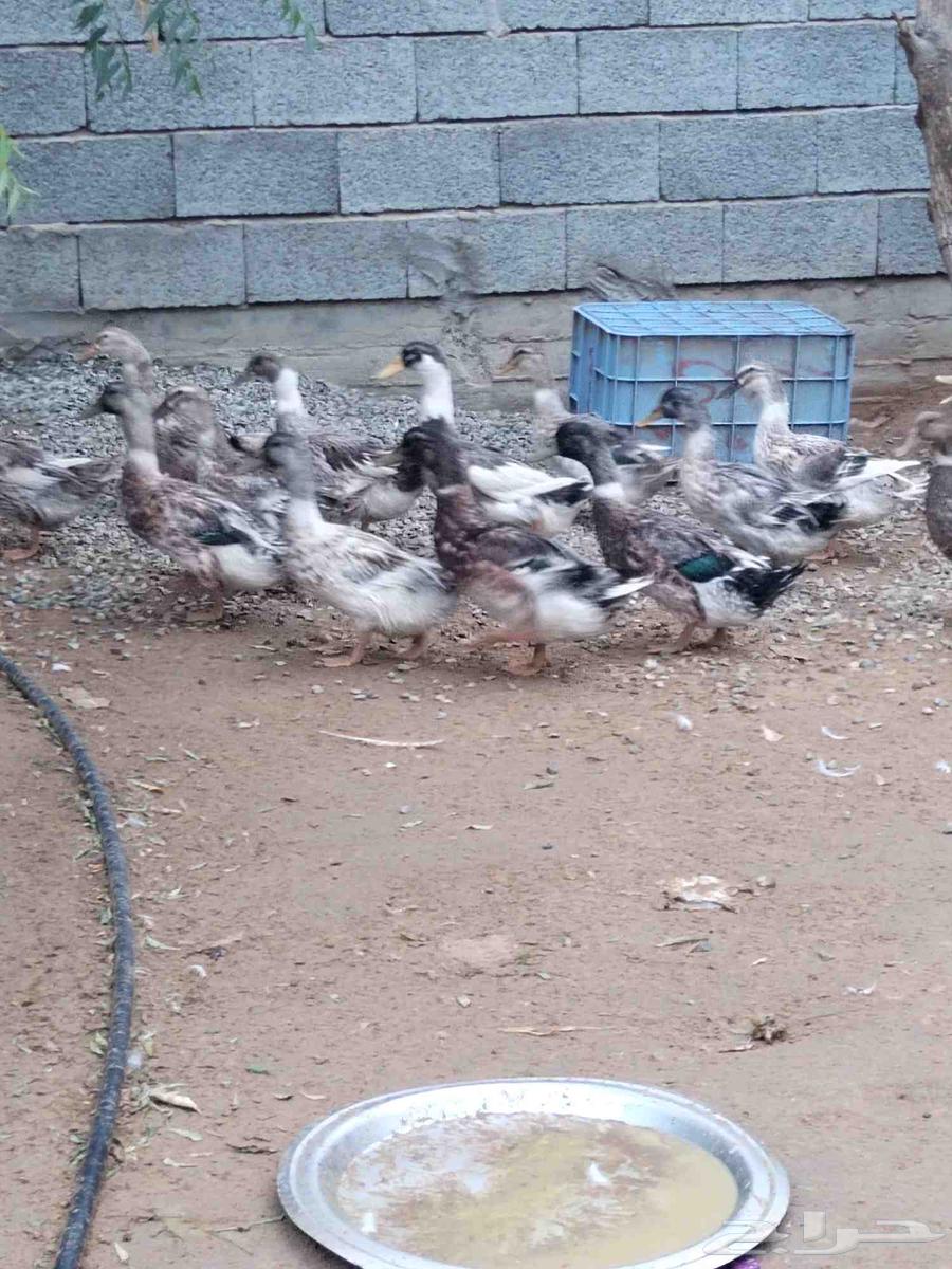 بط كيني للبيع64459065149825110