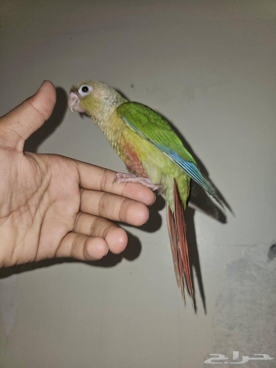 كنيرو اناناس هدد64460652880257113