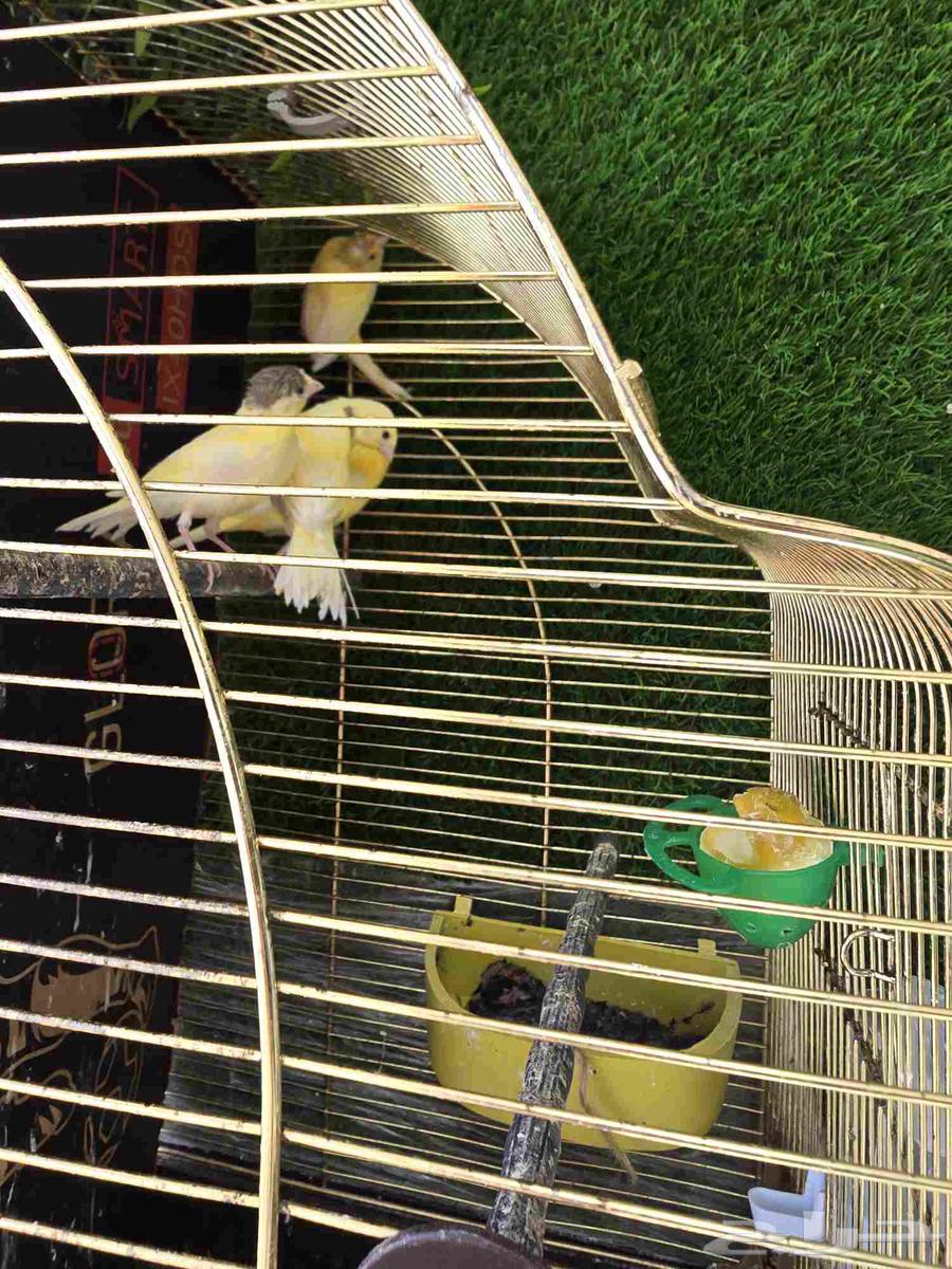 Syrian Canary64460884922371110