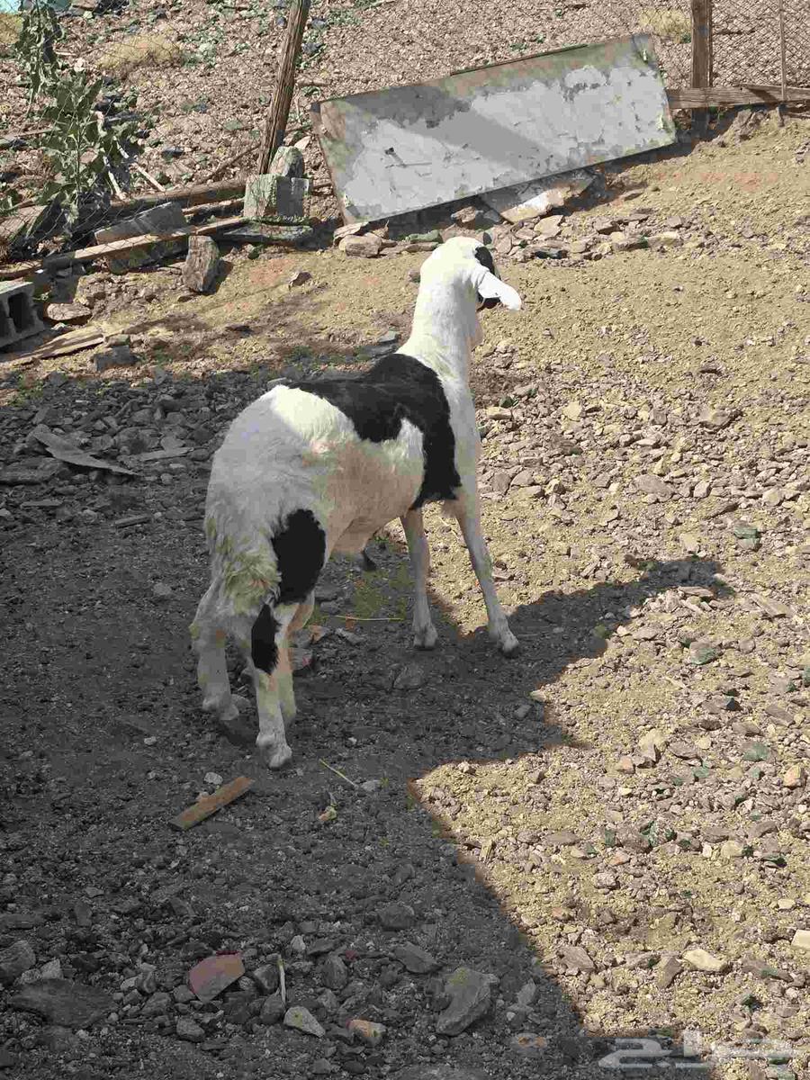 طلي سواكني جبر مع التوصيل64460051363715110