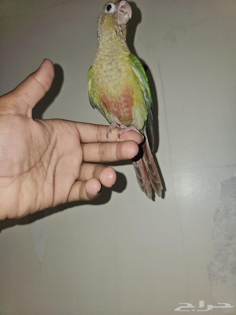 كنيرو اناناس هدد64460652880257110