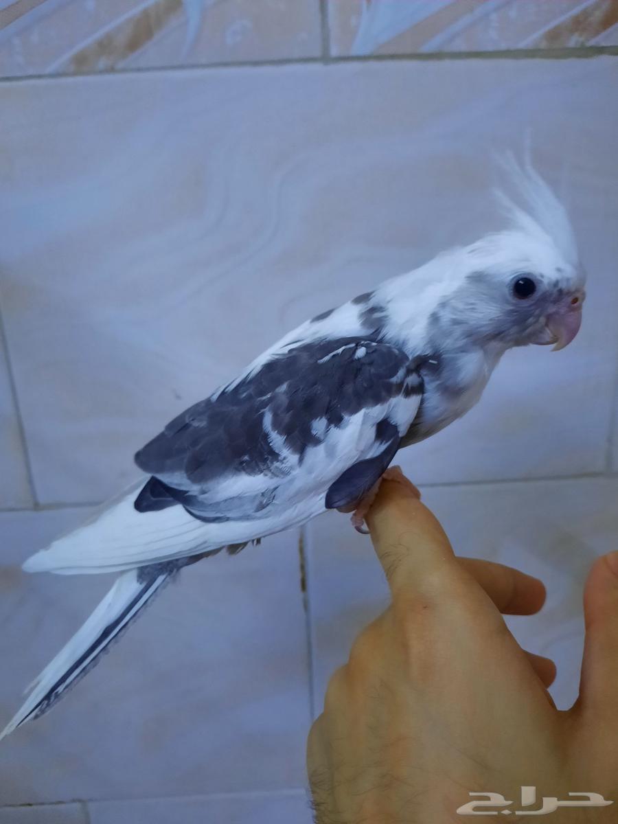 فروخ كروان للبيع64463305774849110