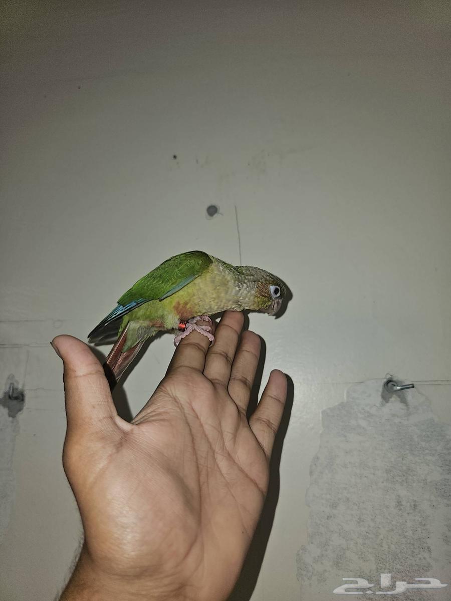 كنيرو اناناس هدد64460652880257111