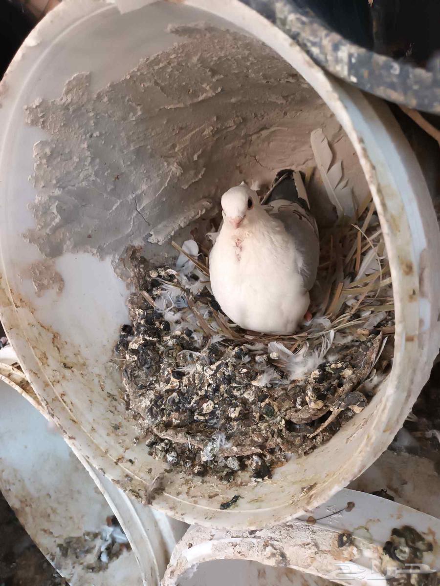 حمام للبيع جمله عشه واحده على السوم64461898047106110