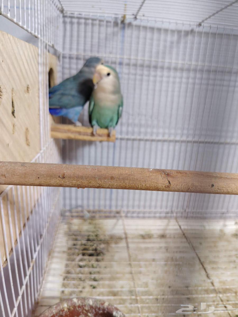 Pair of Conditioned Roosters, Producing Eggs, and Two 601-Sized Cage Stands64462253217921112