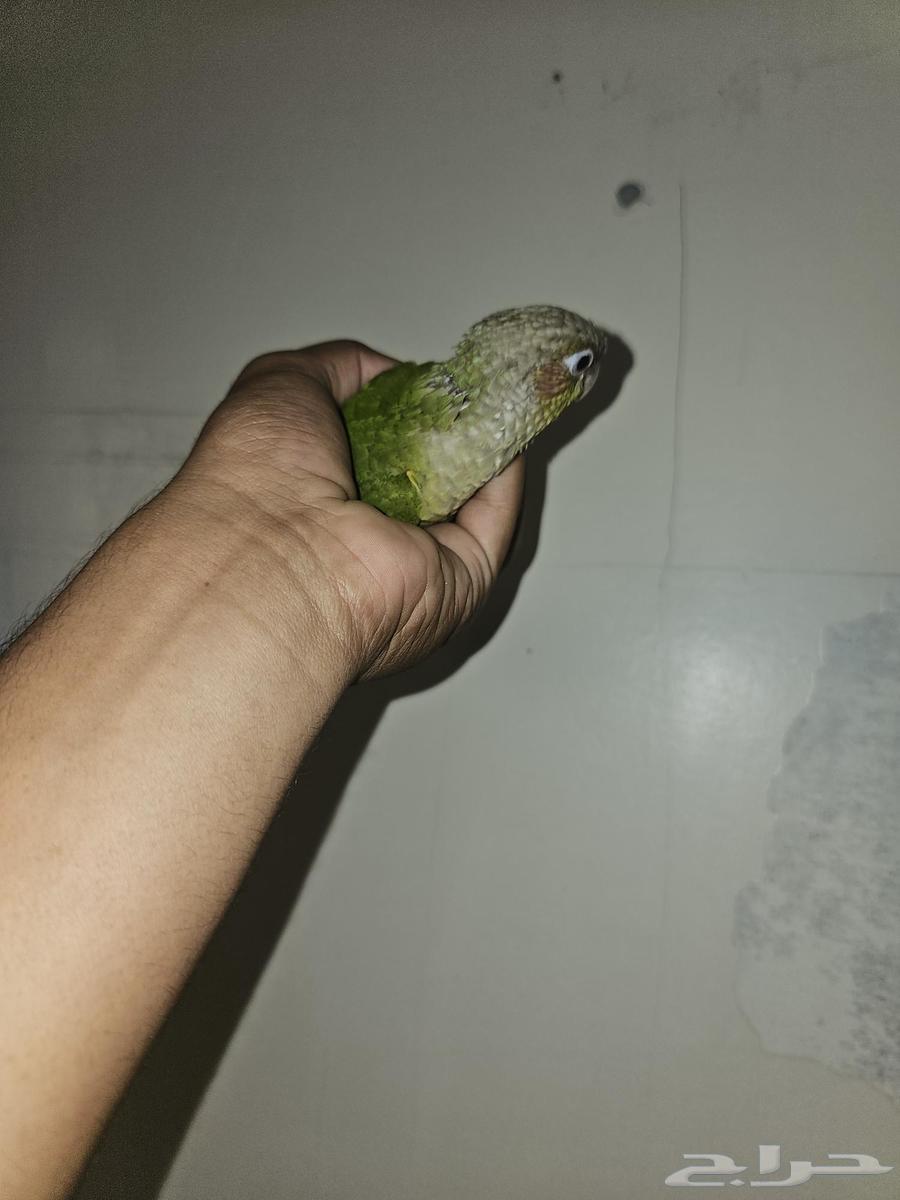 كنيرو اناناس هدد64460652880257112