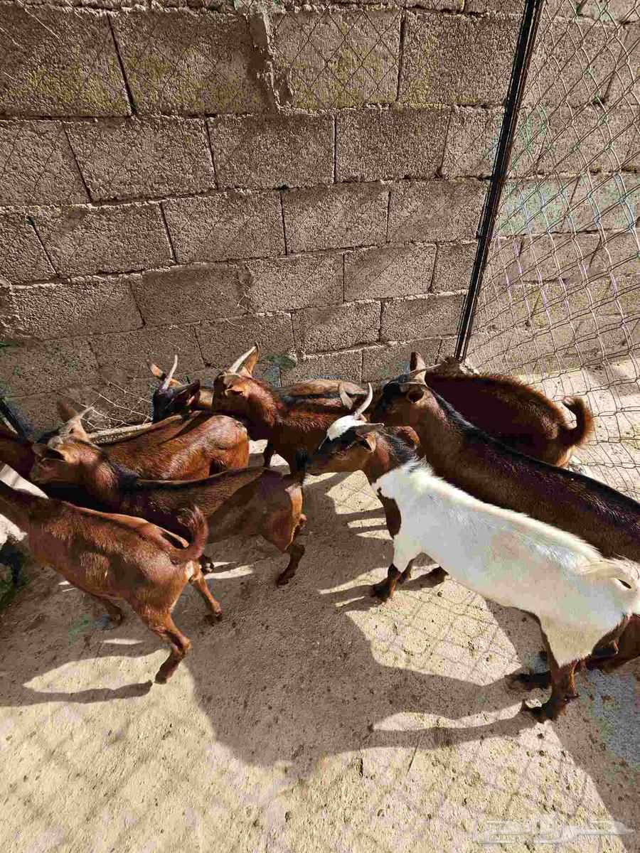 Tios number 8 for sale64462499907457114