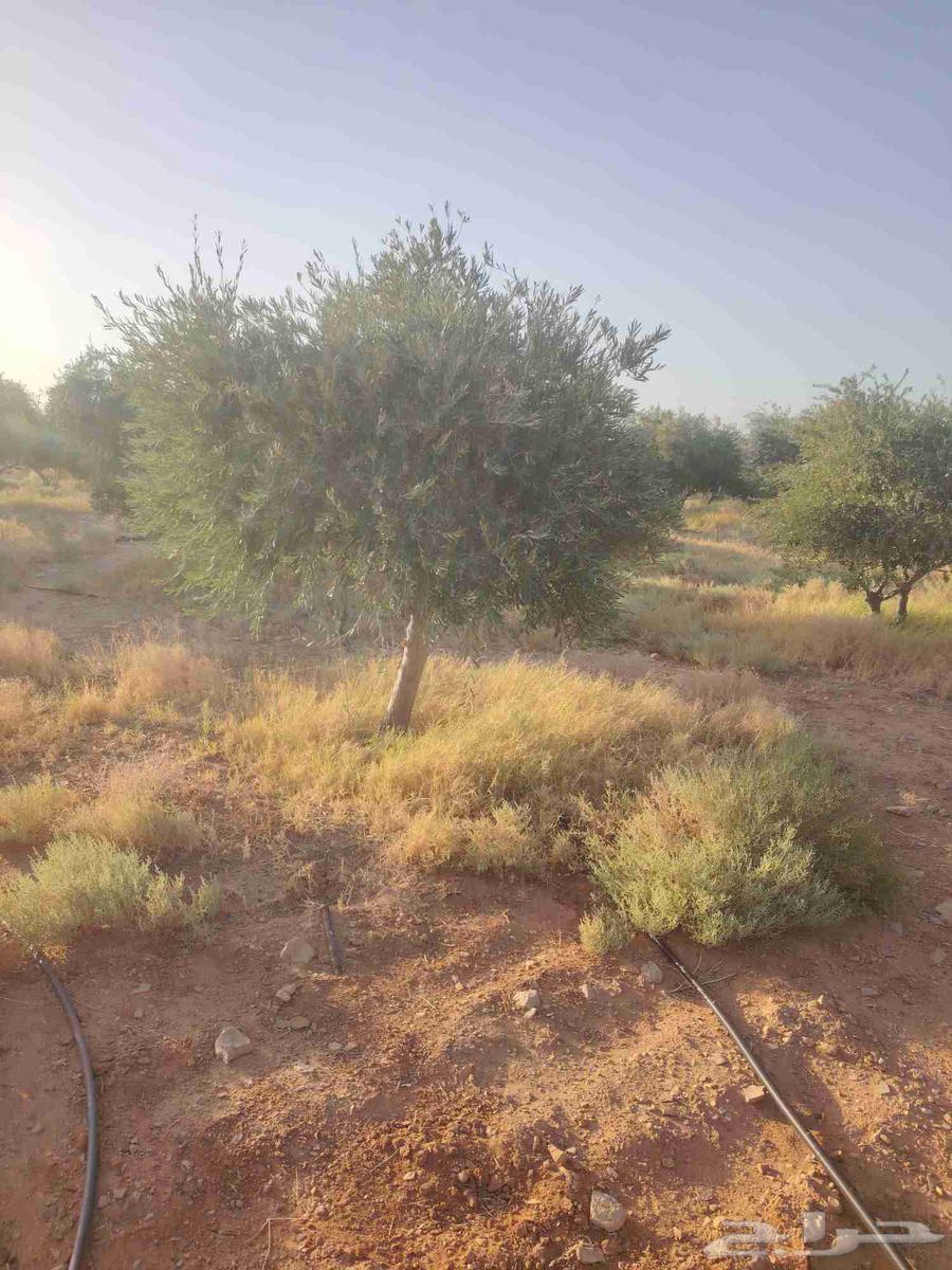 Olives for sale in all sizes, contact us64462321864194111