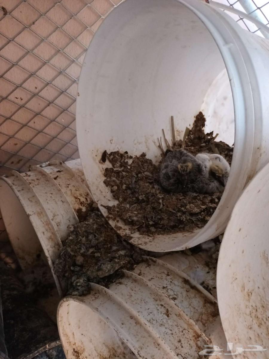 حمام للبيع جمله عشه واحده على السوم64461898047106111