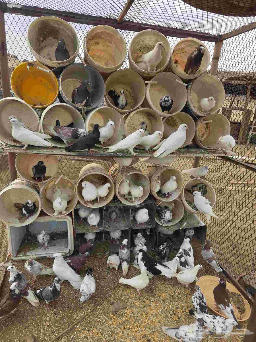 حمام للبيع العداد 70 نضيف انوع رقاص و ونوع بلجيكي نضيف ر64462458151681110