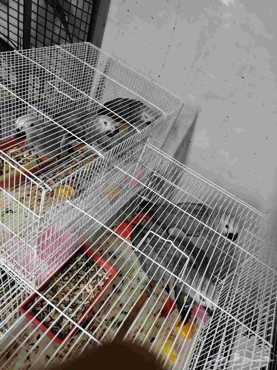 كاسيكو أفريقي إنتاج هولندي معتمده على حاله سعر الحبه 285064460037849603111