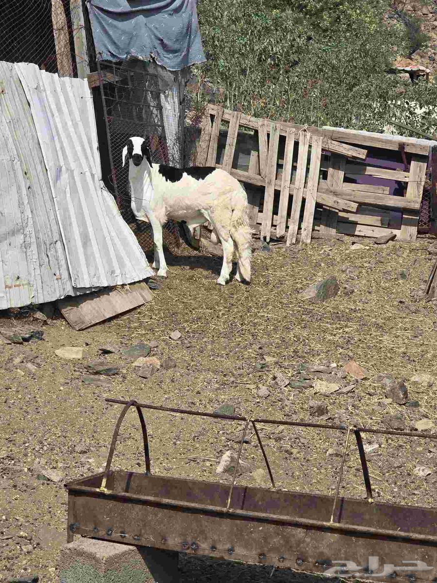 طلي سواكني جبر مع التوصيل64460051363715111