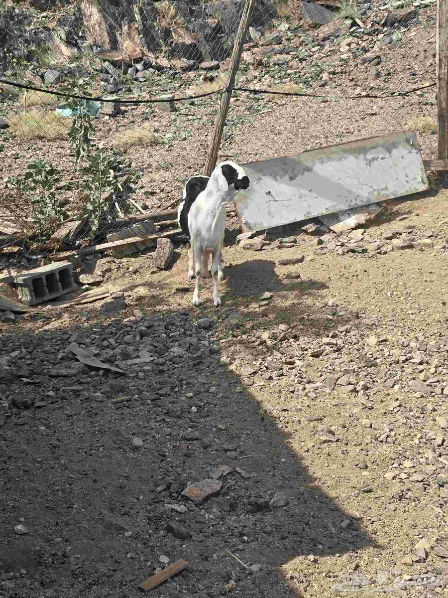 طلي سواكني جبر مع التوصيل64460051363715112