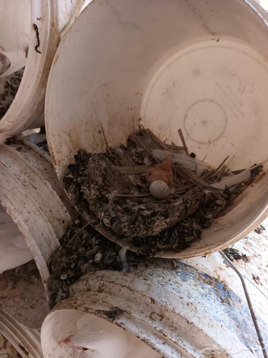 حمام للبيع جمله عشه واحده على السوم64461898047106114