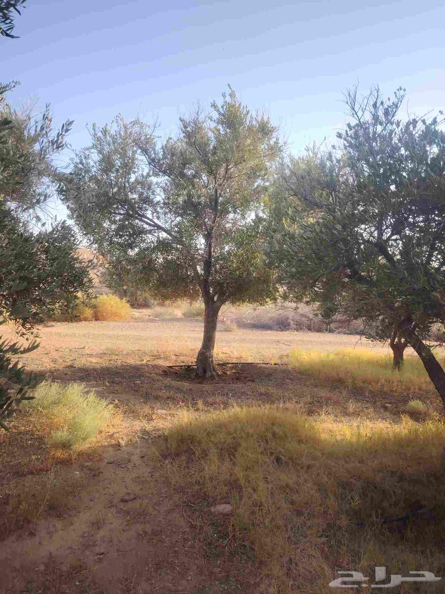 Olives for sale in all sizes, contact us64462321864194112