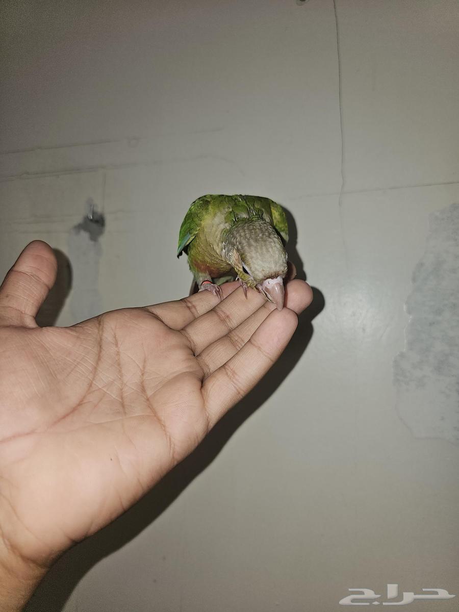 كنيرو اناناس هدد64460652880257114