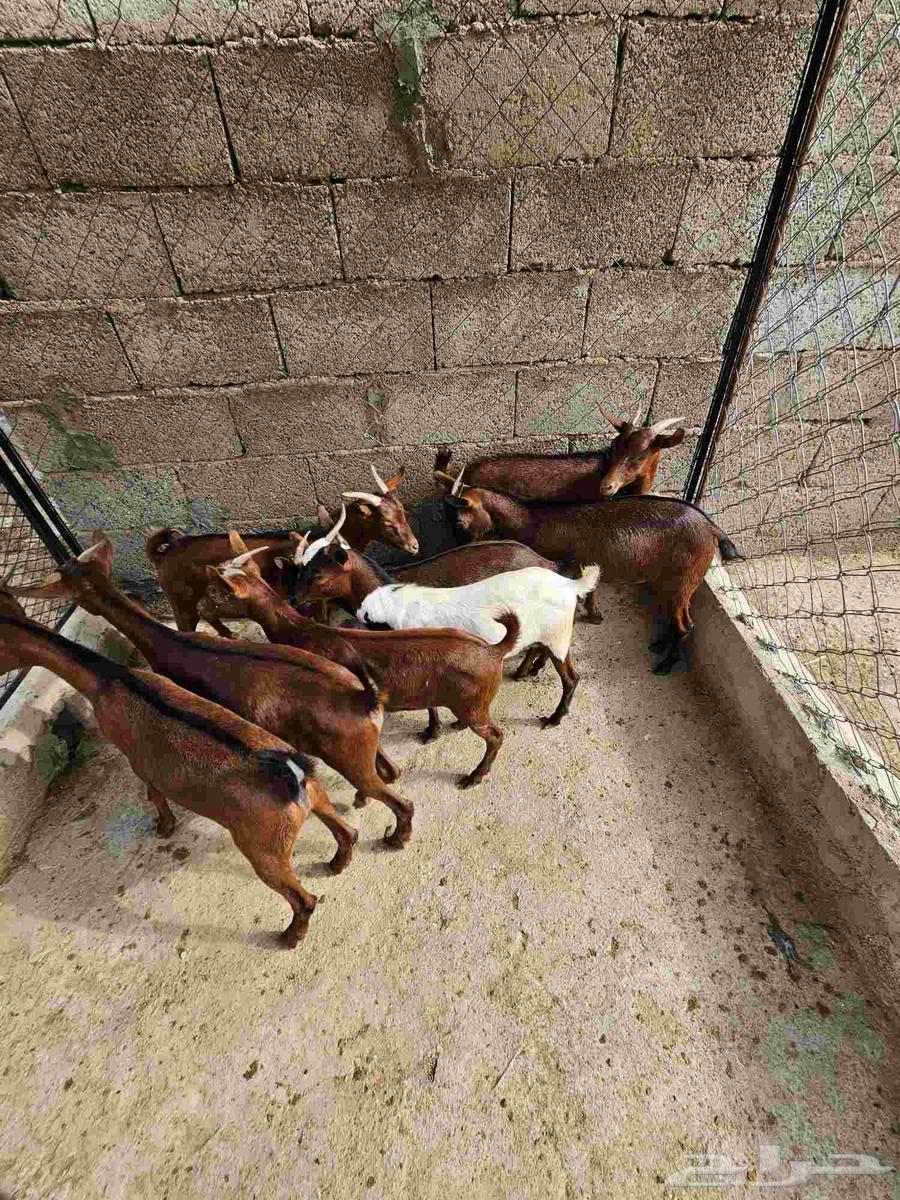 Tios number 8 for sale64462499907457111