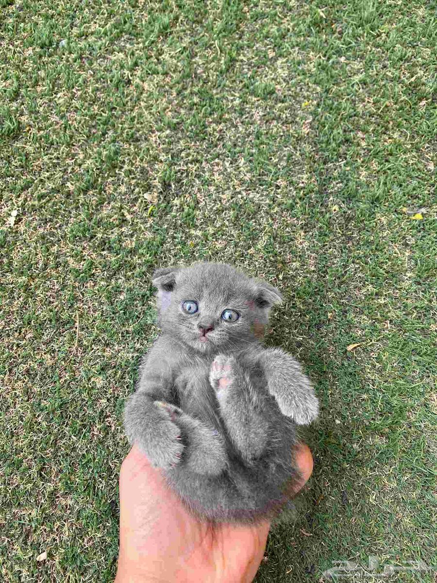 Scottish Fold kittens for sale only, no adoption64461324007810114