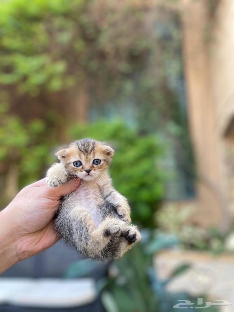 Scottish Fold kittens for sale only, no adoption64461324007810111