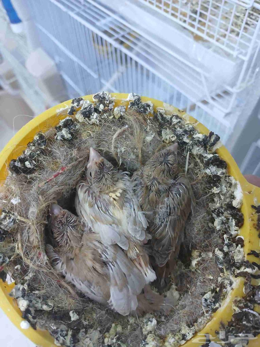 زوج كناري بفروخه ( تم البيع )64448394488705112