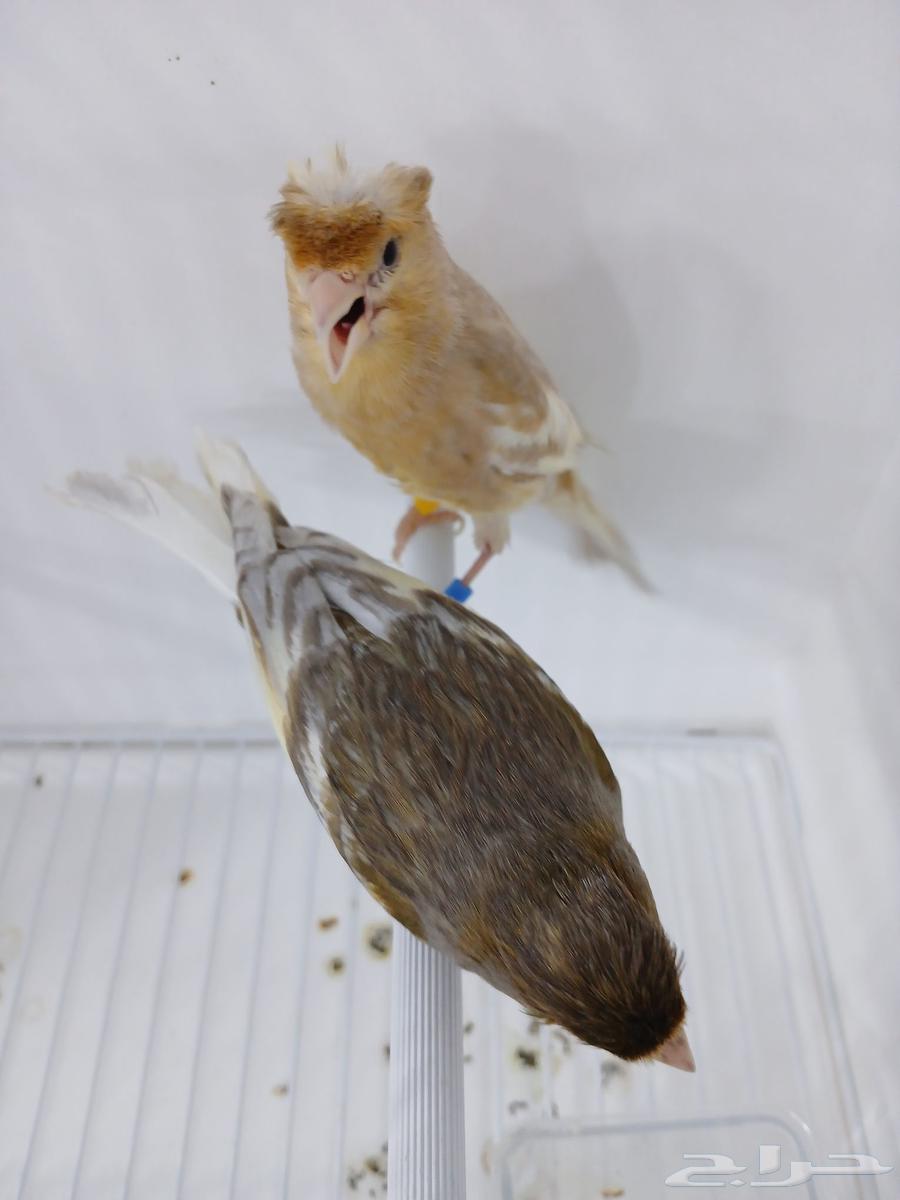 Canary pair with chicks (Sold)64463586515459111