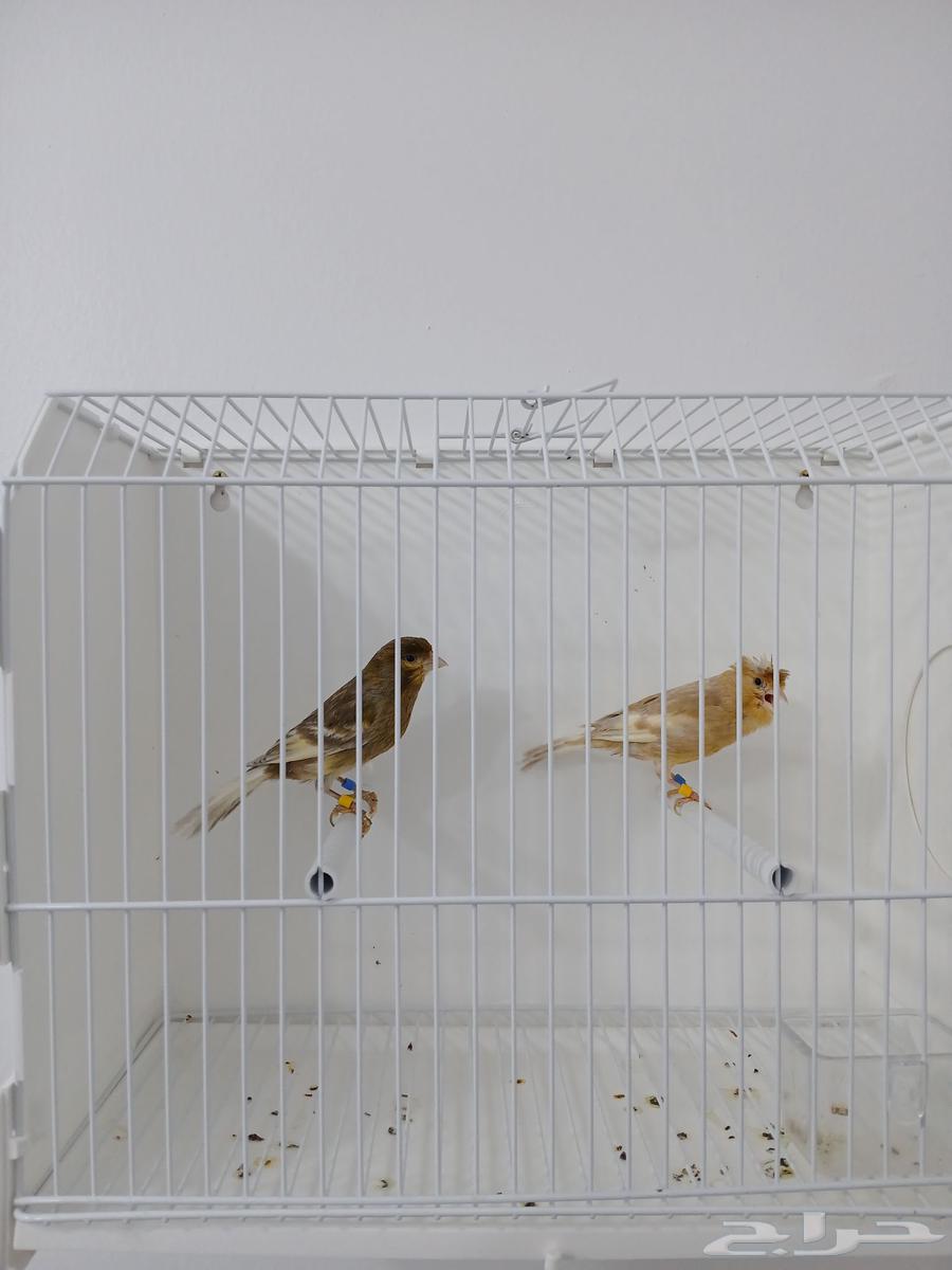 Canary pair with chicks (Sold)64463586515459110