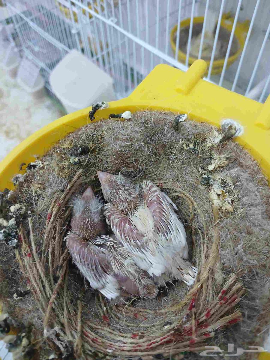 Canary pair with chicks (Sold)64463586515459112