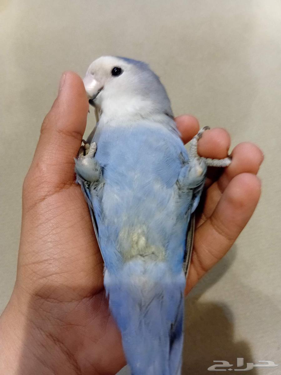 Bird and Parrot Sales and Purchase - Sale Listing Form64463390388866110