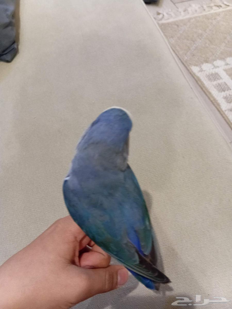 Bird and Parrot Sales and Purchase - Sale Listing Form64463390388866111