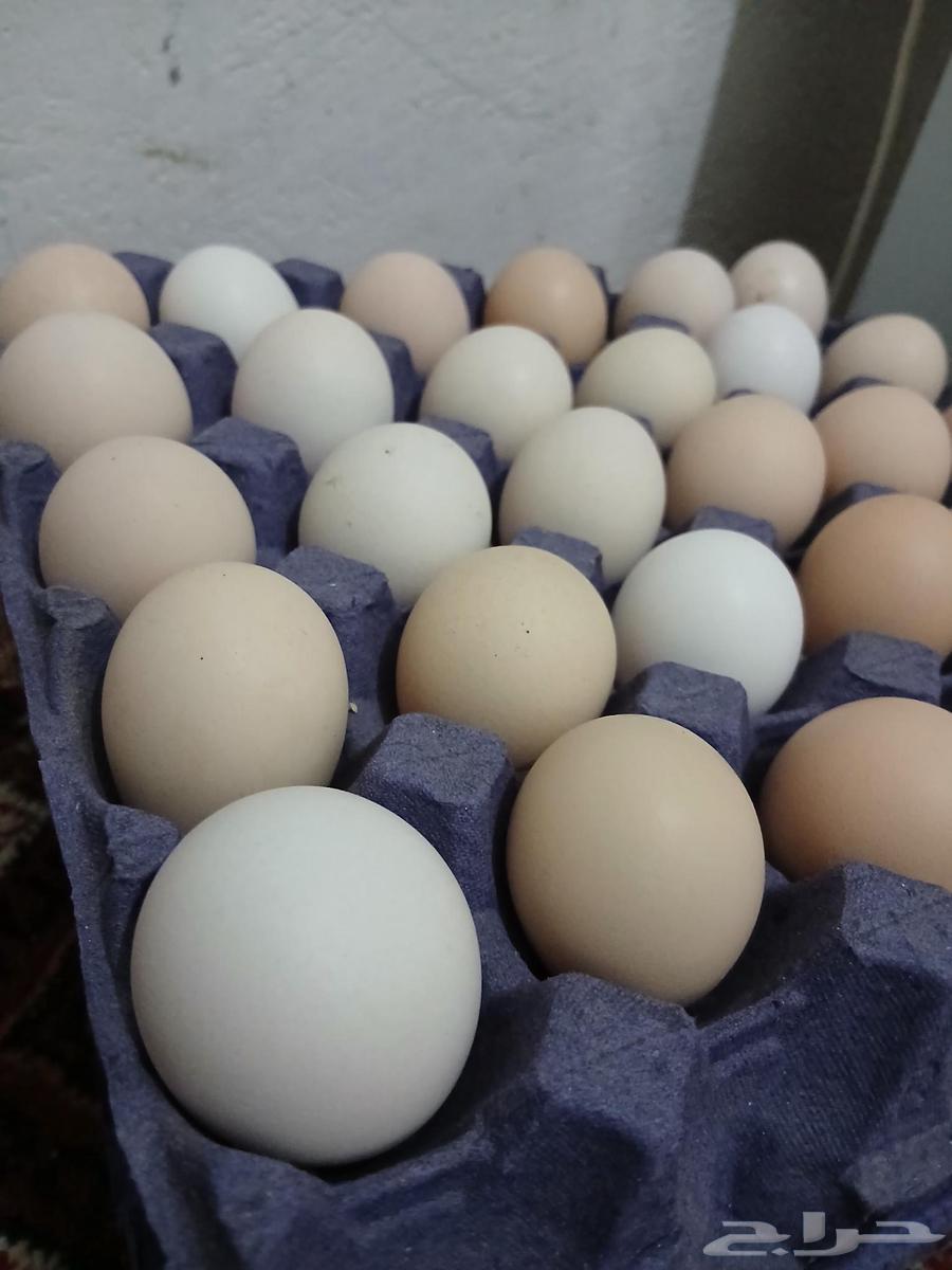 يوجد بيض حق اكل بلدي64461759928579110