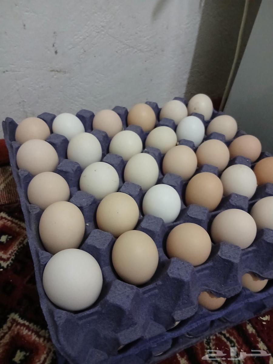 يوجد بيض حق اكل بلدي64461759928579111