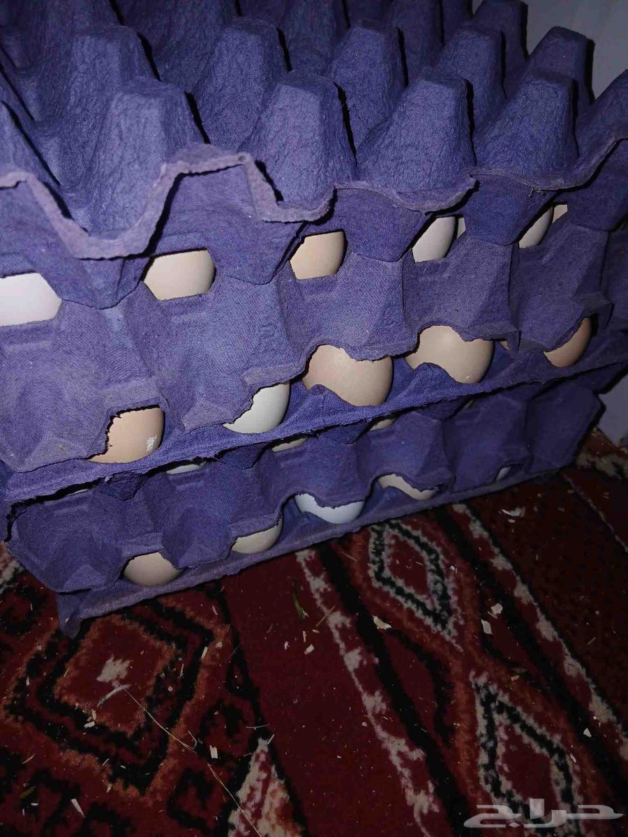 يوجد بيض حق اكل بلدي64461759928579112