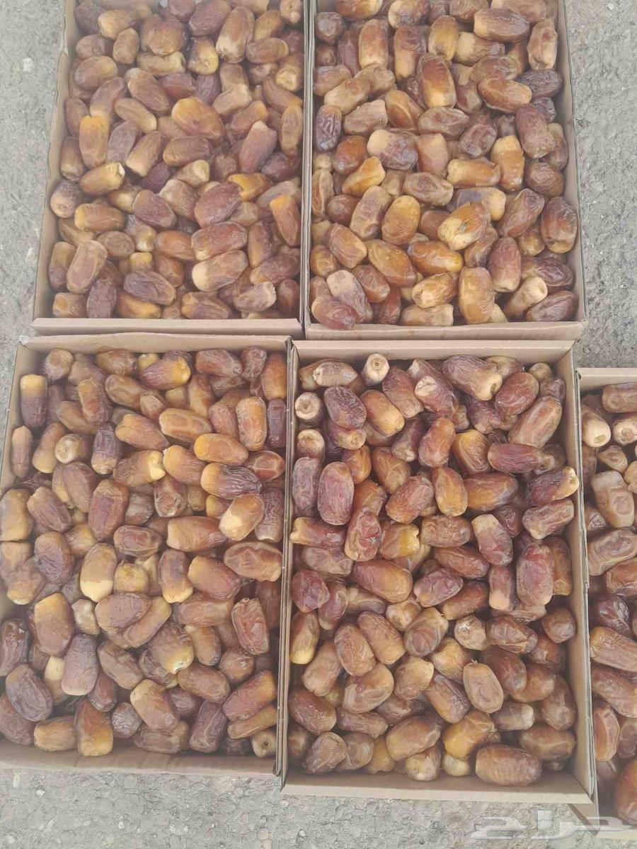 عندناتمر صقعي للبيع صقعي رطب صقعي ناشف صقعي مبروم64459245215875110